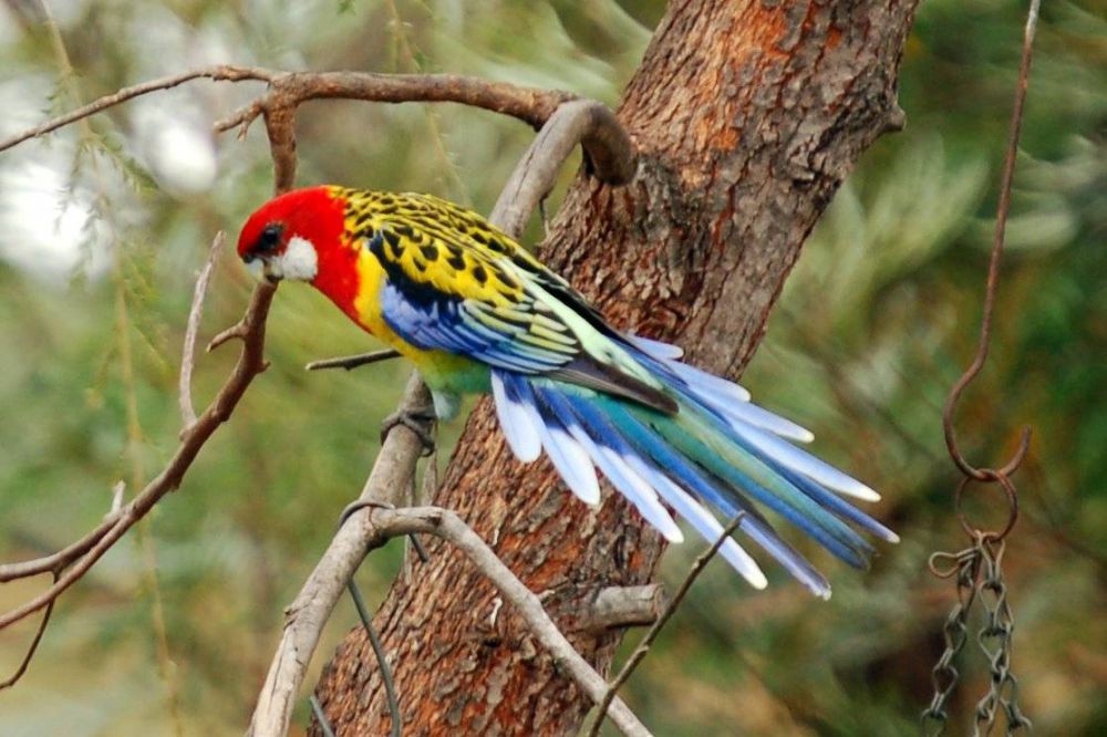 Burung dengan warna bulu yang indah | KASKUS