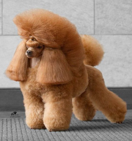 poodle haircuts 1