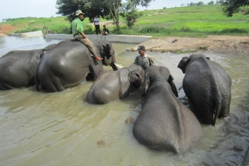 Gajah-di-Taman-Nasional-Way-Kambas
