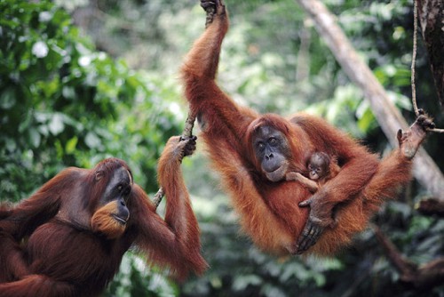 Taman-Nasional-Tanjung-Puting-Tempat-Perehabilitasian-Orangutan-Pertama