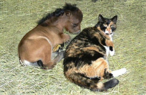 Kuda Mini dan Kucing
