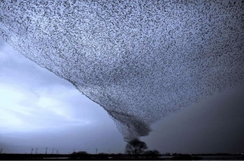 Sekelompok burung membentuk bird tornado