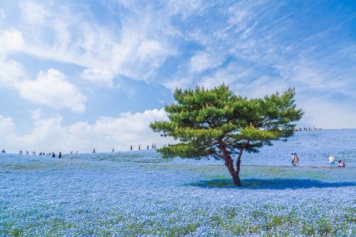 Jutaan bunga mekar seperti lautan biru di Japan's Hitachi Seaside Park