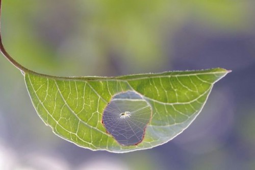 Laba-laba membuat jaring di dalam daun