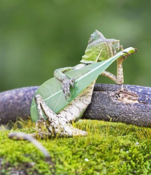 Kadal berpose layaknya sedang bermain gitar daunnya