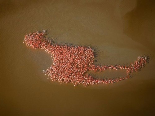 Sekelompok flamingo berkumpul membentuk flamingo raksasa di Semenanjung Yucatan.