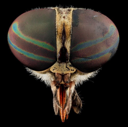 Tabanus fly