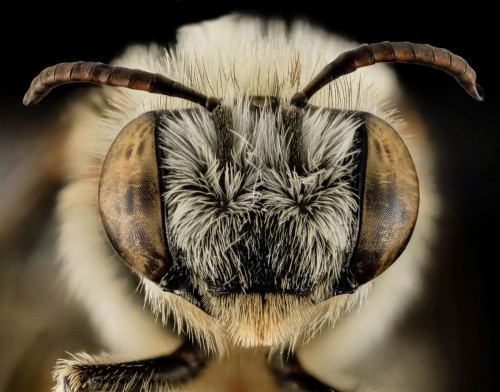 Megachile gemula