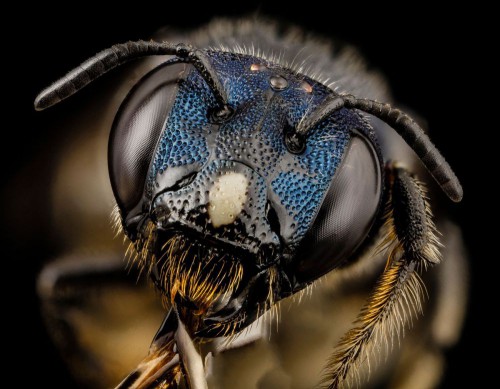 Bee ceratina monster