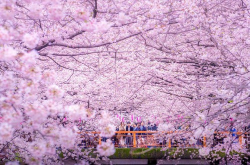 Keindahan Bunga Sakura Saat Mekar