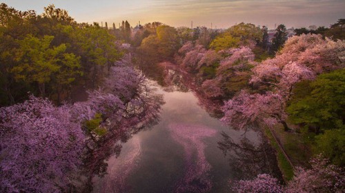 Pemandangan Bunga Sakura dari ketinggian