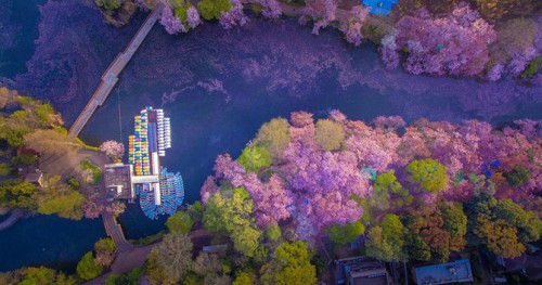 Pemandangan Bunga Sakura dari atas Drone