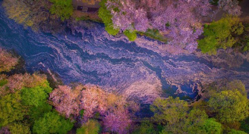 Foto Bunga Sakura dari Drone