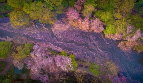 Bunga Sakura dilihat dari Drone