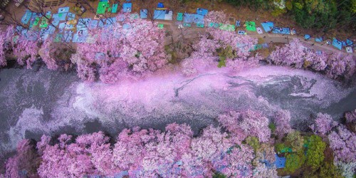 Bunga Sakura Mekar di Jepang