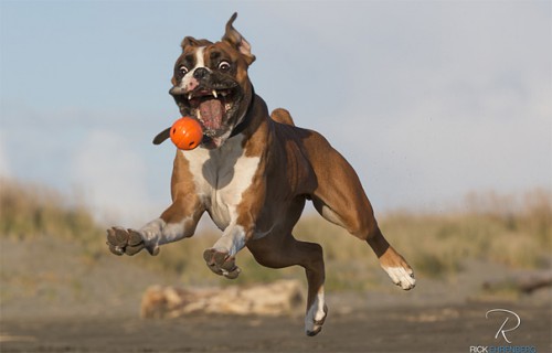 Anjing menangkap bola