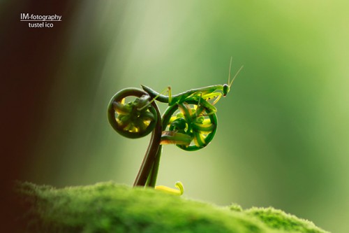 Belalang naik sepeda