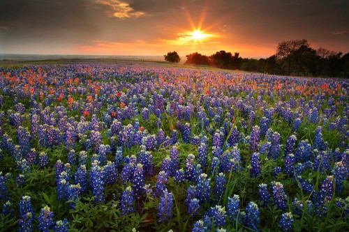 Bluebonnets di Hill Country, Texas