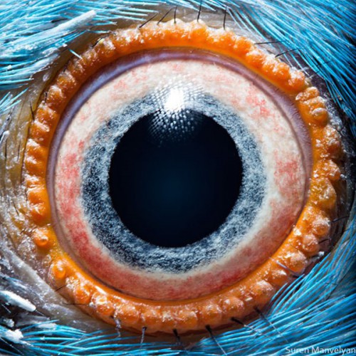 Mata Burung beo