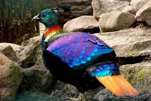 Burung dengan warna ungu metalik