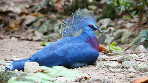 Burung dengan jambul biru