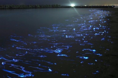 Bioluminescent Hotaru ika, jenis cumi penghuni laut yang menerangi pantai di Jepang