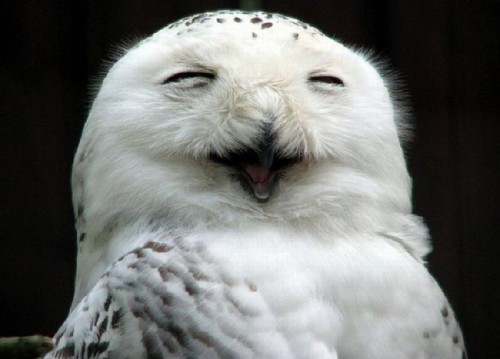 Owl Funny