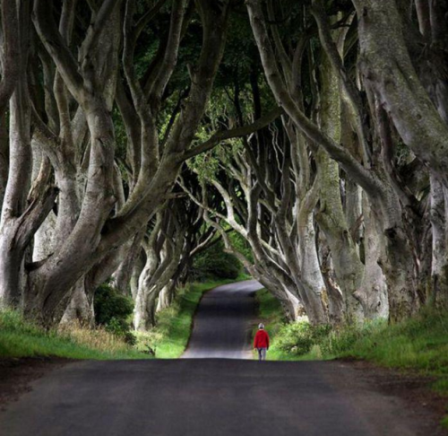 Giant Tree Road