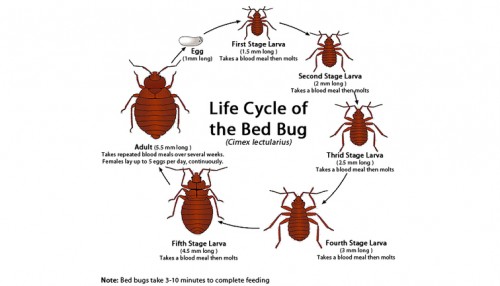 When you make the decision to move forward with your bed bug intervention there are things you should not do, that you need to be aware of. Whether you employ a professional pest management company that is aware of certain Bed Bug Removal treatments or decide to try some do it your self-techniques, removal of these pests can be a difficult and dangerous task. Sneak a peek at this web-site http://www.bullseyek9.com/ for more information on Bed Bug Removal.
Follow us: https://goo.gl/JXqsgn
https://goo.gl/3brXkG
https://goo.gl/PqGgYt
https://goo.gl/3tyH5G
https://goo.gl/ONjlkY