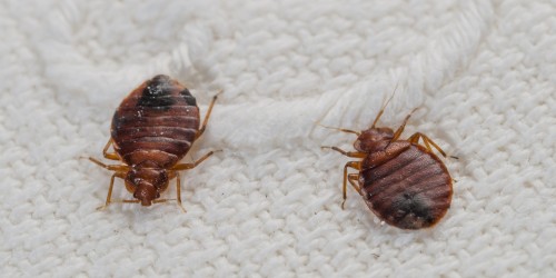 The best way to Kill Bed Bugs is to prevent your hands from doing the crime. Hire a pest control professional, which can be regarded as bed bugs assassins or triggermen in the lingo of killing bed bugs. Only be sure you know how noxious and poisonous they are. They can really be good in killing bed bugs, but they can also, accidentally, kill you or other people that may get hold of them. Pop over to this web-site http://www.bullseyek9.com/ for more information on Kill Bed Bugs.
Follow us: https://goo.gl/197Cz1
https://goo.gl/snX5pB
https://goo.gl/k2yNcD
https://goo.gl/vaOiJE
https://goo.gl/W0qxFj