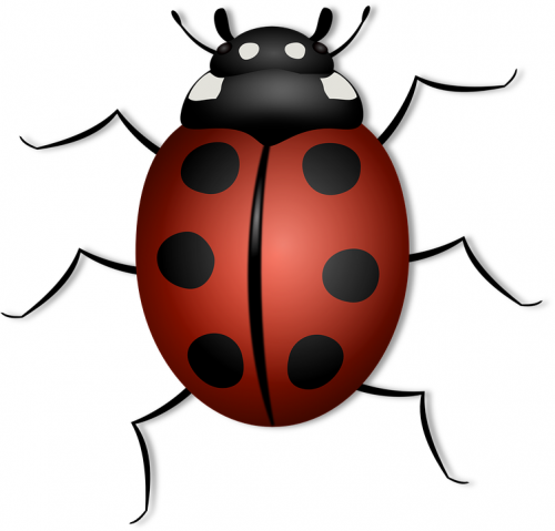 Our Website: https://goo.gl/YWfm9L
Given their size, they can crawl and hide in the smallest of places. These insects move from place to place by travelling through clothes and suitcases of people who have stayed in a place where bugs are present. It must be noted that hygiene does not have anything to do with Bed Bug Control Near Me. 
My Profile: https://site.pictures/dallasbedbug