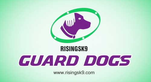 People Buy Trained Protection Dogs because they want protection. These pets can be very valuable and a great asset to any family. Their training takes special measures and people need to be aware of the best way to train them properly. Here you will find a short guide revealing some of the main considerations needed when training guard dogs. There are wide varieties of breeds, of different sizes and ages. There are websites that are strict when it comes to advertising these dogs. This is one way to have secure transaction online. Look at this web-site http://risingsk9.com/trained-protection-dogs-for-sale/ for more information on Buy Trained Protection Dogs.
Follow us: Follow us: https://goo.gl/SERc8K
https://goo.gl/PkvPe8
https://goo.gl/Xa6i66
https://goo.gl/OBGFzx
https://goo.gl/2TfUSi