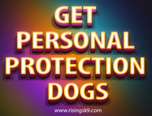 This is the number one thing to realize when having to Buy Protection Dog. Each breed of dog is unique and will have certain qualities that make them a good mellowed out family dog or trained german shepherd for sale. Smaller breeds are not a good choice for this duty, while larger breeds such as the German shepherd are perfect. These breeds are also quite friendly when out in public but they will spring into defense mode if they like a stranger are harassing their owner. Have a peek at this website http://risingsk9.com/personal-protection-dogs/ for more information on Buy Protection Dog.
Follow us: https://goo.gl/RLr3r4
https://goo.gl/AzHZMW
https://goo.gl/rqMboj
https://goo.gl/bBUhZY
https://goo.gl/6Vq46n