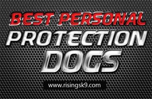 People Buy Trained Protection Dogs because they want protection. These pets can be very valuable and a great asset to any family. Their training takes special measures and people need to be aware of the best way to train them properly. Here you will find a short guide revealing some of the main considerations needed when training guard dogs. There are wide varieties of breeds, of different sizes and ages. There are websites that are strict when it comes to advertising these dogs. This is one way to have secure transaction online. Look at this web-site http://risingsk9.com/trained-protection-dogs-for-sale/ for more information on Buy Trained Protection Dogs.
Follow us: Follow us: https://goo.gl/SERc8K
https://goo.gl/PkvPe8
https://goo.gl/Xa6i66
https://goo.gl/OBGFzx
https://goo.gl/2TfUSi