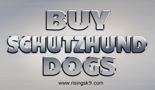 Make sure everything agrees about Buy Schutzhund Dogs For Sale because as much as these furry creatures are cute, they require proper care and is considered as a big responsibility. Many people said that a dog is a child’s responsibility but the truth is, everyone in the household must take care of it. Speaking of expensive, another thing you need to consider when Buy Schutzhund Dogs For Sale is affordability. Take note that spending for a dog does not end on paying the price of a canine. Hop over to this website http://risingsk9.com/schutzhund-dogs-for-sale/ for more information on Buy Schutzhund Dogs.
Follow us: Follow us: https://goo.gl/nmbGIj
https://goo.gl/6AMX0W
https://goo.gl/2rZIDj
https://goo.gl/hnD7LZ
https://goo.gl/3FLFPc