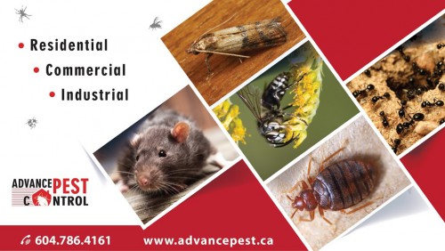 Advance Pest Control provides the best services for pest control in Langley and Aldergorve. Get in touch to get the services! Call Now at 604-786-4161.

Advance Pest Control is proud to offer its services at affordable and competitive rates with all inclusive pest control remedial measures and follow ups.Our mission statement is simple yet striking; providing exceptional and cost effective pest control management services through highly qualified and expert personnel. We are greatly committed to provide you with the quality living at your place as per your demand and comfort. With full dedication, we ensure to bring the maximum benefits for our valuable clients with jam-packed focus on pest control management and related technology consulting expertise.

#PestControlLangley #PestControl #Langley

Web:-