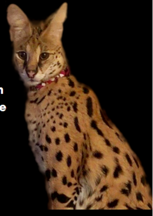 Urqe9.png