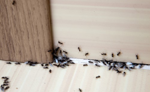 We provide safe and instant Pest control services in Maple Ridge to protect you and your property from any further damage and other related risks that it has. Call us 604-786-4161 / 1-877-457-3297

Advance Pest Control is proud to offer its services at affordable and competitive rates with all inclusive pest control remedial measures and follow ups.Our mission statement is simple yet striking; providing exceptional and cost effective pest control management services through highly qualified and expert personnel. We are greatly committed to provide you with the quality living at your place as per your demand and comfort. With full dedication, we ensure to bring the maximum benefits for our valuable clients with jam-packed focus on pest control management and related technology consulting expertise.

#PestControlMapleRidge #RatControlMapleRidge #MouseControlMapleRidge #BedBugControlMapleRidge #AntsControlMapleRidge

Read More:- https://g.page/Pest-Control-Maple-Ridge