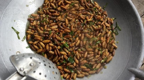 Fried Worms Dijadikan Cemilan1