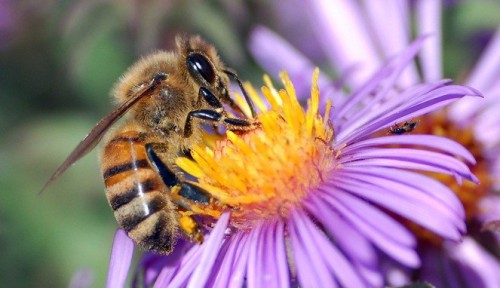 Lebah membantu penyerbukan bunga