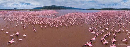 Flamingo, Danau Bogoria, Kenya