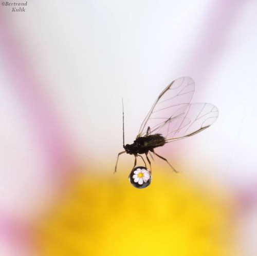 Fotografi makro dalam tetesan air Bertrand Kulik