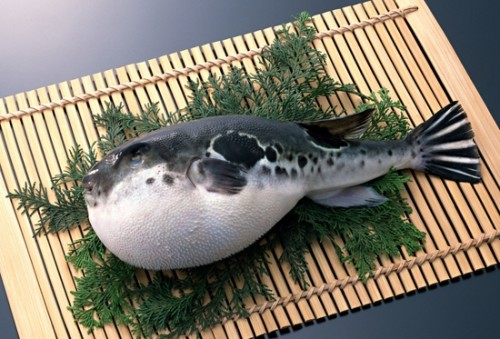 Fugu fish worldwide