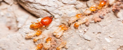 termite inspection teaser