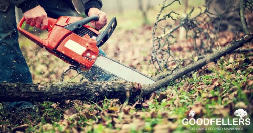 Our Website http://goodfellers.ie/tree-surgery/
Tree surgery need to be performed by a tree surgeon. Similar to you wouldn't desire open heart surgery done by anybody aside from a heart specialist, you need to desire the exact same thing for your trees. This will certainly make certain that they are treated with the respect that they are entitled to and get the correct level of therapy. Tree Surgery is among the most effective ways you can obtain the trees on your house nourished back to wellness. Many tree surgeons in the area have been informed in arboriculture, so it is necessary to check for details before you employ a cosmetic surgeon to take care of your plants and also trees.
My Profile : https://site.pictures/treesurgery
More Links : 
https://site.pictures/image/dww18
https://site.pictures/image/dwg2W
https://site.pictures/image/dwYWX
https://site.pictures/image/dwejp