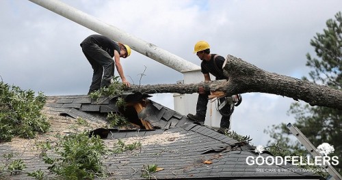 Our Website http://goodfellers.ie/tree-surgery/
An experienced Tree Surgeon Dublin is able to use a range of solutions to assist with preserving and improving the charm of a designed yard. A poorly kept tree has the potential to create a health and wellness risk, so it always assists to look after the trees in the most efficient way possible. Whether you are wanting to have an entire tree got rid of or 1 or 2 stumps that require grounding down, you will certainly appreciate the quality solutions provided by the tree surgeon. 
My Profile : https://site.pictures/treesurgery
More Links : 
https://site.pictures/image/dwYWX
https://site.pictures/image/dwejp
https://site.pictures/image/dw6cO