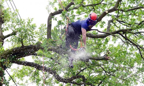 We provide the best Tree Surgery Dublin for all of the area at https://goodfellers.ie/tree-surgery/
Find us on : https://goo.gl/maps/rwTpdt4D9eB2
A provider also has a trained staff that maintains and cares for woody plant life that is part of the landscape. They possess the knowledge necessary in working on large tree areas as well as provide advice with regards to the ecosystem. Additionally Tree Surgery Dublin, they have the necessary training when it comes to safely transplanting trees. They will help in properly locating and planting new trees on location. They'll also help you in knowing what kinds of trees are going to best fit the area.
My Social :
https://treesurgeondublin.blogspot.com/
https://profiles.wordpress.org/treesurgeondublin
http://digg.com/u/treesurgeondublin
https://www.ted.com/profiles/10105723

Goodfellers Tree Care & Property Maintenance

19 kilbreena Crescent, Dunboyne, Co. Meath, Ireland, A86 VN22
Call Us : +353 85 828 1017
Email: info@goodfellers.ie
Open 24 Hours

Deals In....
Tree Surgeon
Tree Surgeon Dublin
Tree Surgeons
Tree Surgery
Tree Surgery Dublin