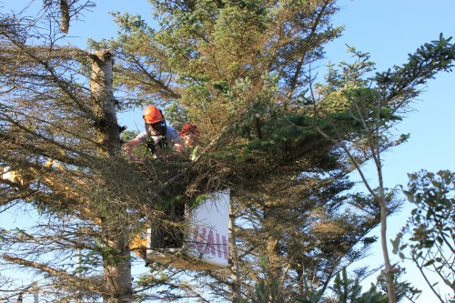 Tree Surgeon Dublin Will Attend To All Your Tree Care Needs at https://goodfellers.ie/tree-surgery/
Find us on : https://goo.gl/maps/rwTpdt4D9eB2
As the name suggests, a Tree Surgeon Dublin is someone who is specialized in trimming a tree and other maintenance services. This sounds like it is an easy task but let me assure you that it is not. Now that you have a simple understanding of what a tree surgeon does, the question remains whether you should spend money on one or not.
My Social :
https://followus.com/treesurgeondublin
https://kinja.com/treesurgeondublin
https://treesurgeondublin.contently.com/
https://en.gravatar.com/treesurgeondublin

Goodfellers Tree Care & Property Maintenance

19 kilbreena Crescent, Dunboyne, Co. Meath, Ireland, A86 VN22
Call Us : +353 85 828 1017
Email: info@goodfellers.ie
Open 24 Hours

Deals In....
Tree Surgeon
Tree Surgeon Dublin
Tree Surgeons
Tree Surgery
Tree Surgery Dublin