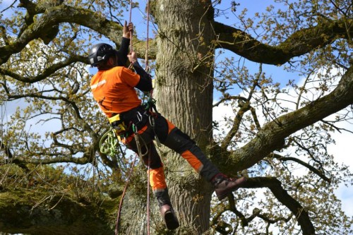 Tree Surgeon Dublin Will Attend To All Your Tree Care Needs at https://goodfellers.ie/tree-surgery/
Find us on : https://goo.gl/maps/rwTpdt4D9eB2
If you have many trees on your property it is very important to look after them to ensure that they grow and thrive for decades to come. Sometimes however, you will need the help of professionals when you encounter a problem. Tree Surgeon Dublin are widely available and you could benefit major ways by employing the service of these professionals.
My Social :
https://twitter.com/treesurgeondubl
https://www.instagram.com/treesurgeondublin/
https://plus.google.com/117969722688667928025
https://www.youtube.com/channel/UC-fK_S-LzMJ_JOLWU6e7msw

Goodfellers Tree Care & Property Maintenance

19 kilbreena Crescent, Dunboyne, Co. Meath, Ireland, A86 VN22
Call Us : +353 85 828 1017
Email: info@goodfellers.ie
Open 24 Hours

Deals In....
Tree Surgeon
Tree Surgeon Dublin
Tree Surgeons
Tree Surgery
Tree Surgery Dublin