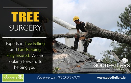 Tree surgeon Dublin offer internationally certified tree care services at https://goodfellers.ie/tree-surgery/

Deals In : 

Tree Surgeon Dublin
Tree Surgery Dublin
Tree Surgeons
Tree Surgeon
Tree Surgery

A surgeon is a medical doctor who treats patients, but a tree surgeon Dublin is the one works for maintenance of plants. He knows how to switch off, cut and clean the plants present in the garden or parks. In actuality, he knows the art and scientific discipline of maintaining healthy vegetation.

Address: Dunboyne

Call: 0858281017

Email: info@goodfellers.ie

social links:

https://twitter.com/treesurgeondubl
https://www.facebook.com/Tree-surgeon-dublin-1648355195242733/
https://plus.google.com/117969722688667928025
https://mastodon.social/@treesurgeondublin